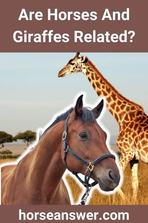 Are Horses And Giraffes Related?