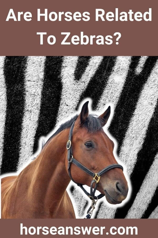 Are Horses Related To Zebras?