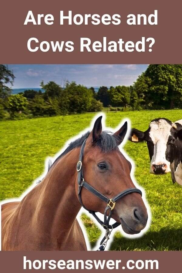 Are Horses and Cows Related?