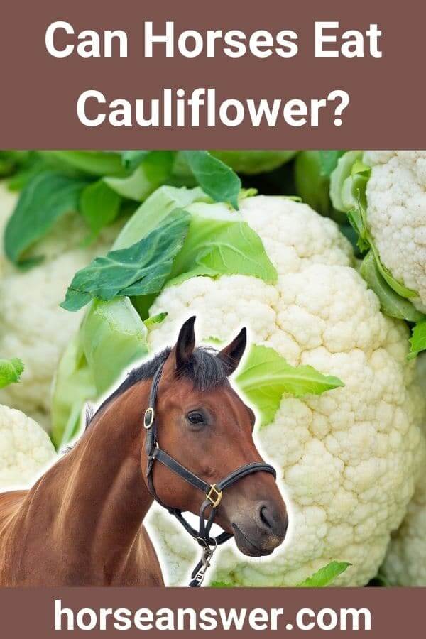 Can Horses Eat Cauliflower?
