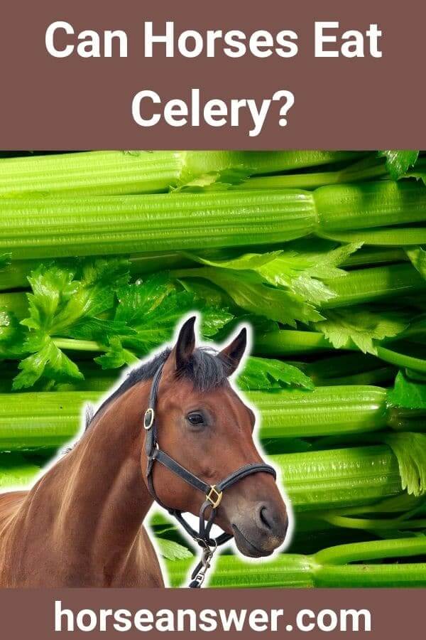 Can Horses Eat Celery?