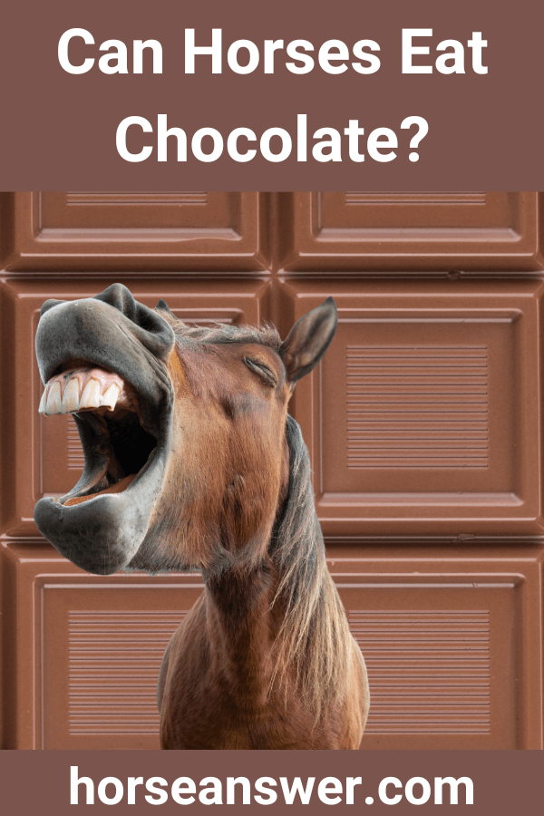 Can Horses Eat Chocolate?