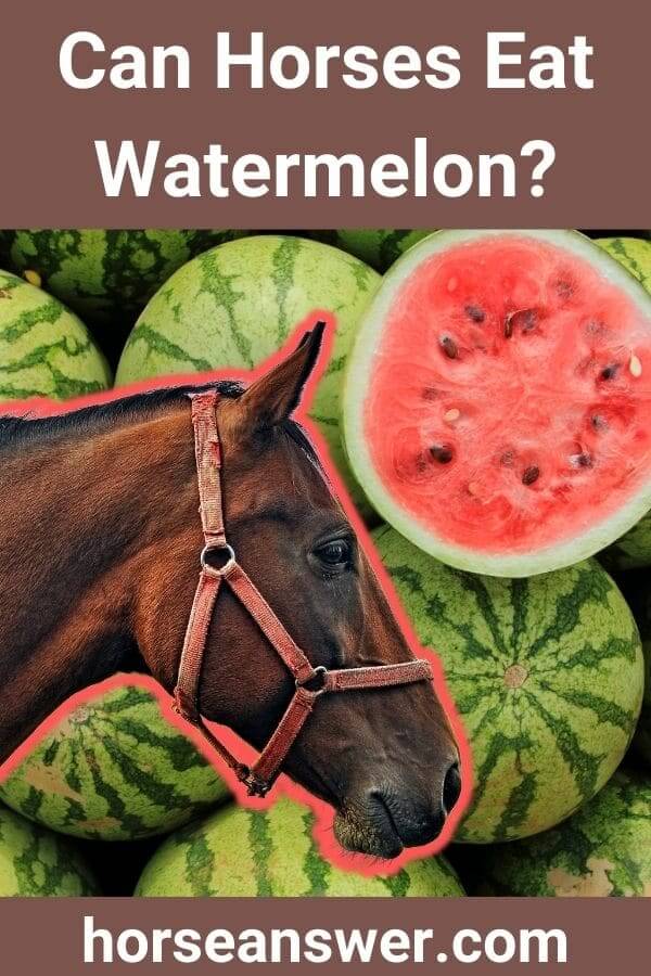 Can Horses Eat Watermelon?