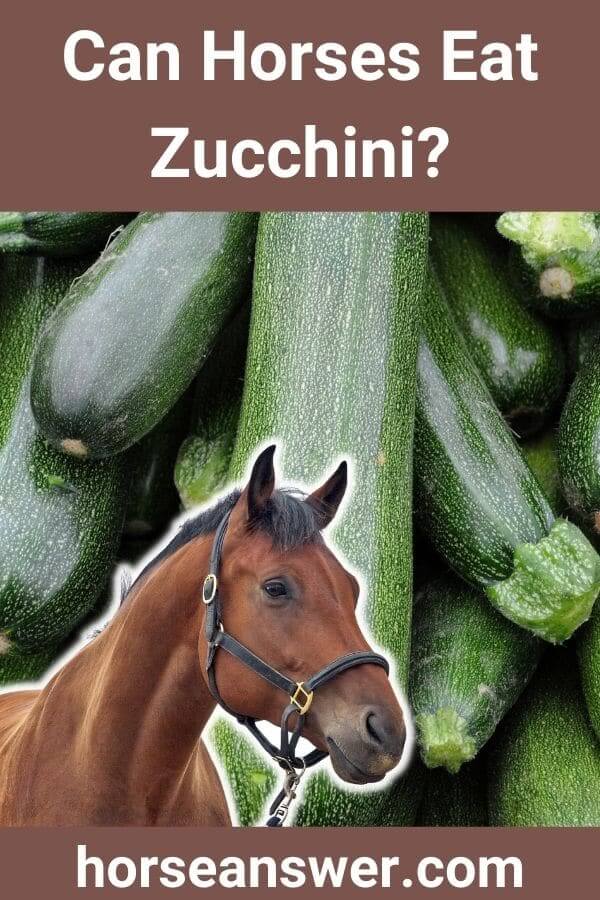 Can Horses Eat Zucchini?