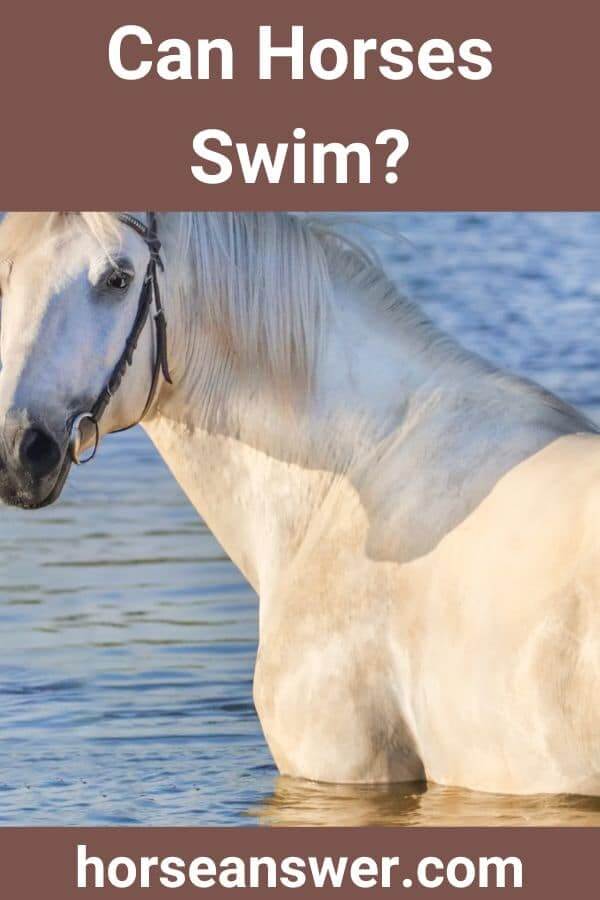 Can Horses Swim?