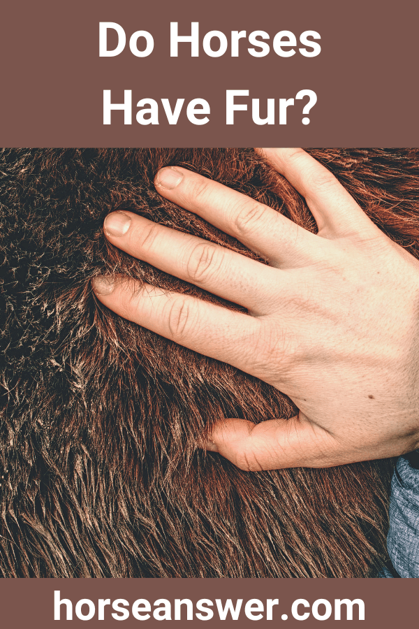 Do Horses Have Fur