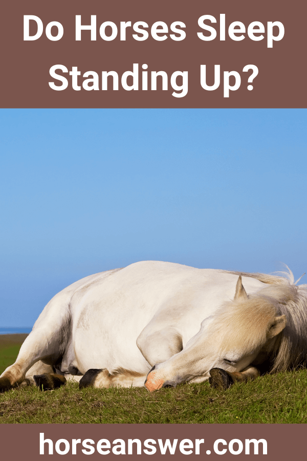 Do Horses Sleep Standing Up