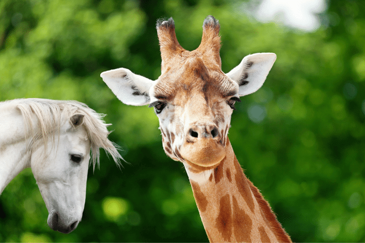 Are Horses And Giraffes Related? - Horse Answer