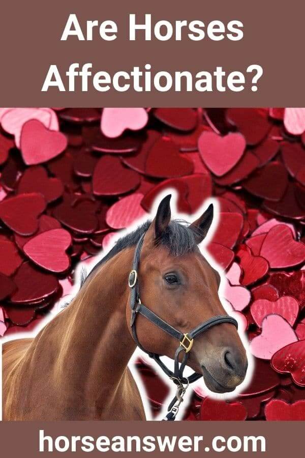 Are Horses Affectionate