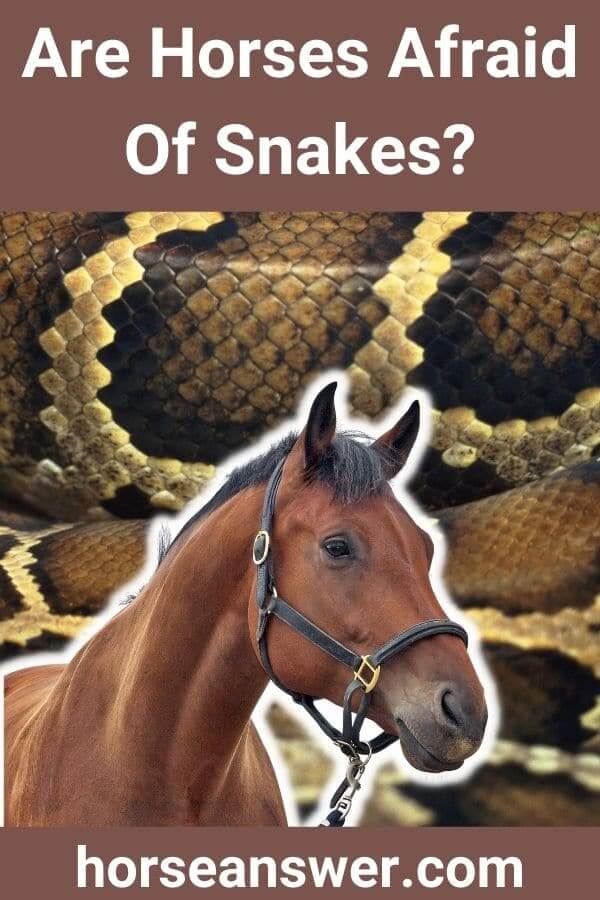Are Horses Afraid Of Snakes?