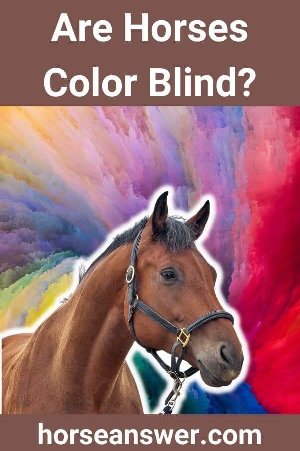 Are Horses Color Blind?