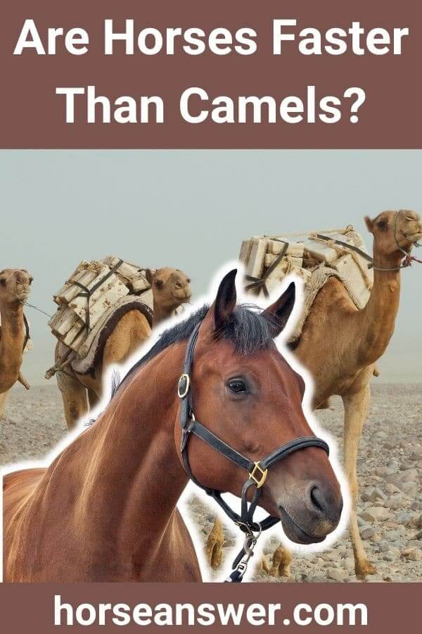 Are Horses Faster Than Camels?