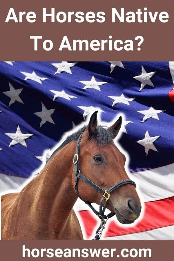 Are Horses Native To America?