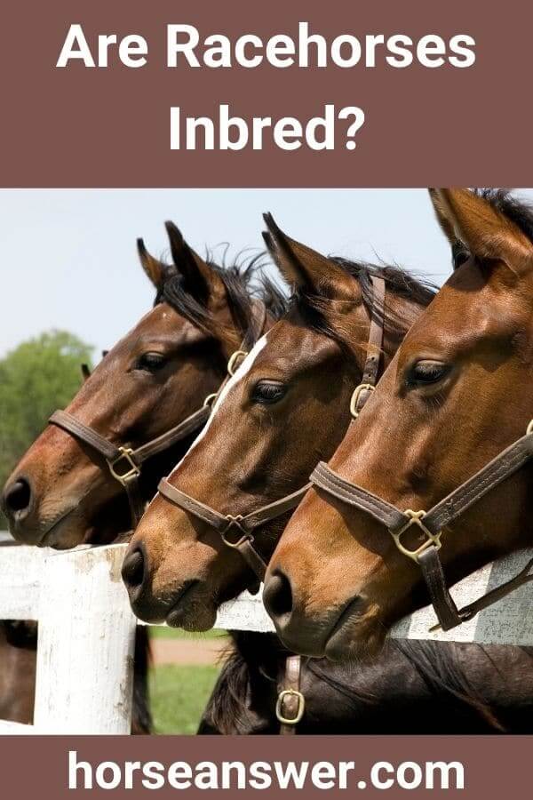 Are Racehorses Inbred?