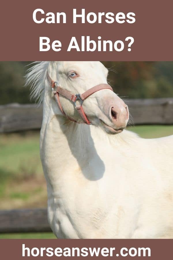 Can Horses Be Albino?