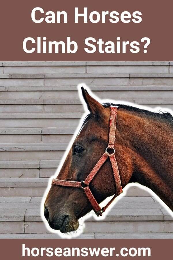Can Horses Climb Stairs?