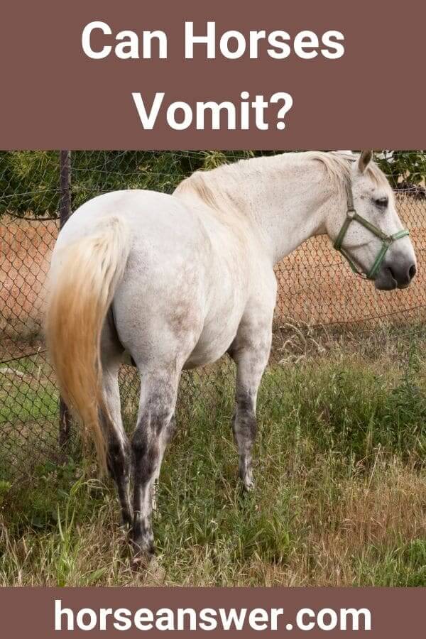 Can Horses Vomit?