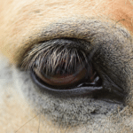 How many eyes does a horse have?