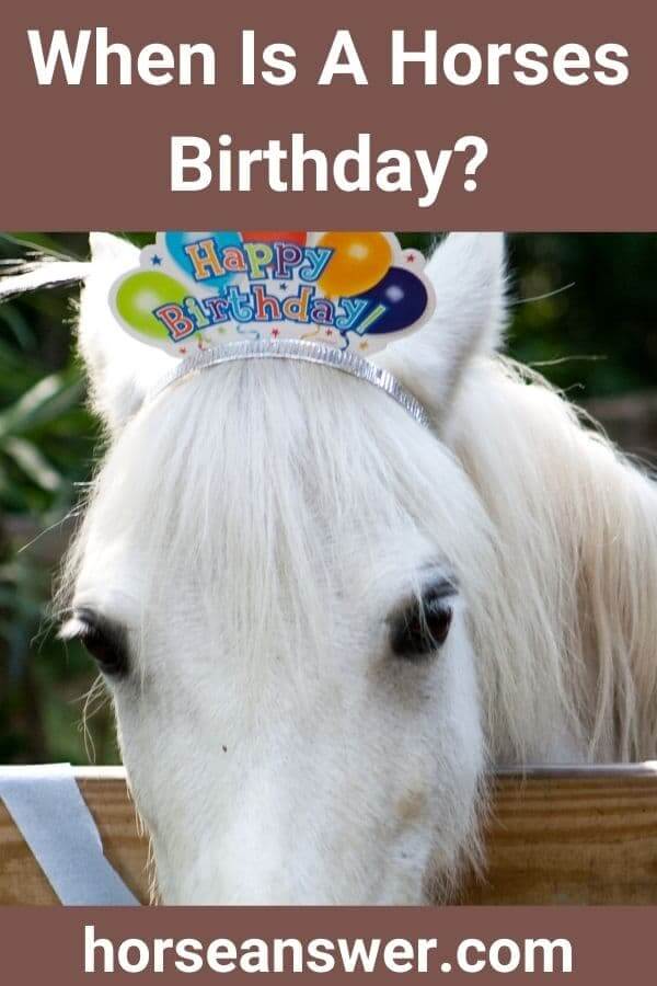 When Is A Horses Birthday?
