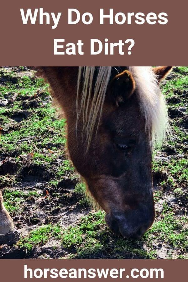 Why Do Horses Eat Dirt