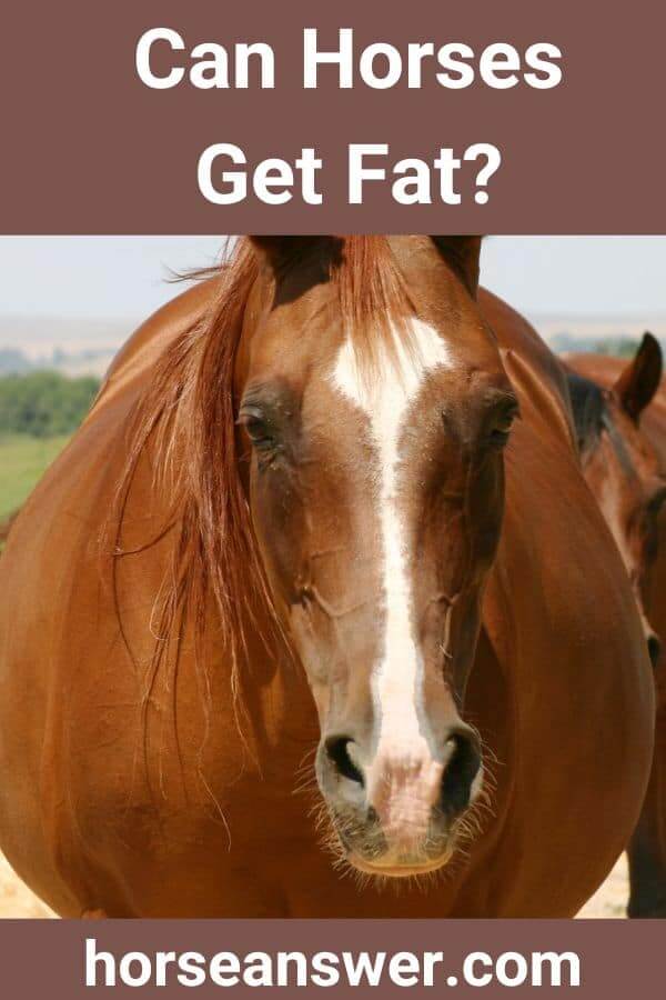 Can Horses Get Fat?