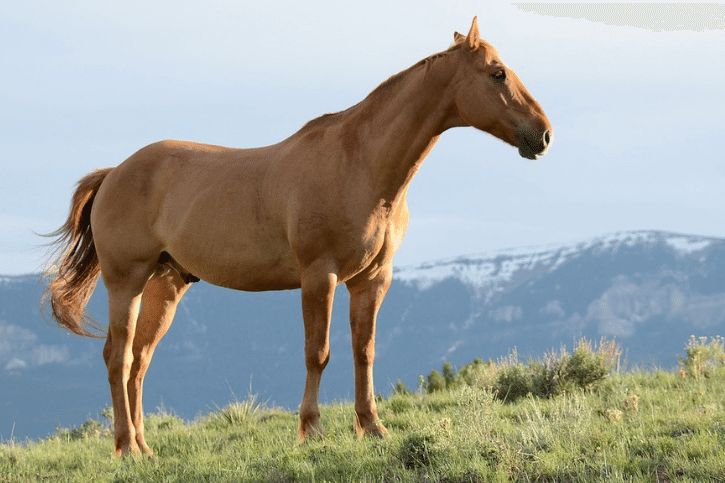 what-is-a-male-horse-called-horse-answer