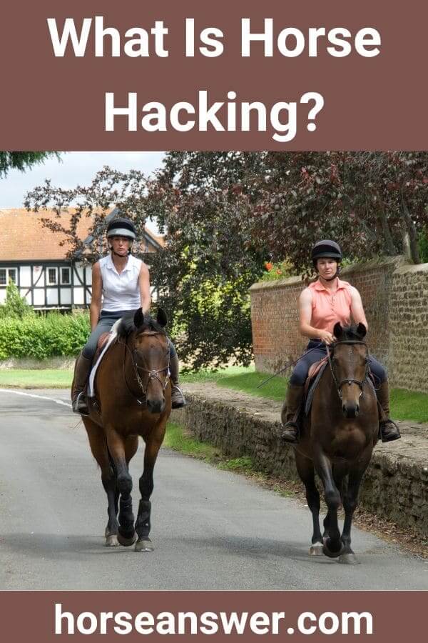 What Is Horse Hacking?