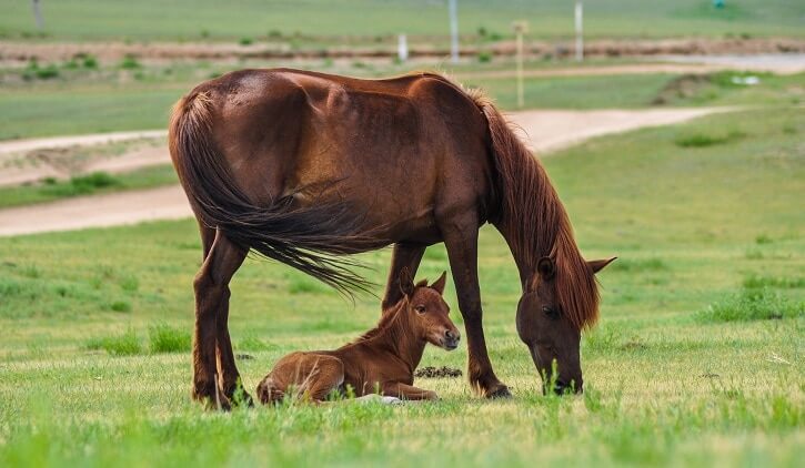 what-is-a-baby-horse-called-horse-answer