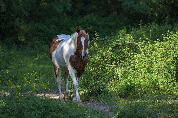 How Far Can A Horse Travel In A Day Horse Answer   Horsewalking 