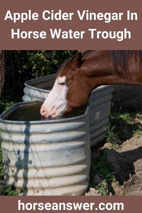 Apple Cider Vinegar In Horse Water Trough