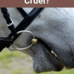 Are Horse Bits Cruel?