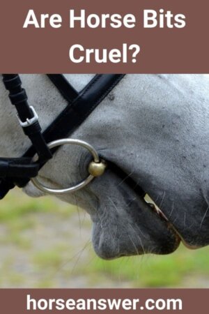 Are Horse Bits Cruel? (Or Are They OK?)