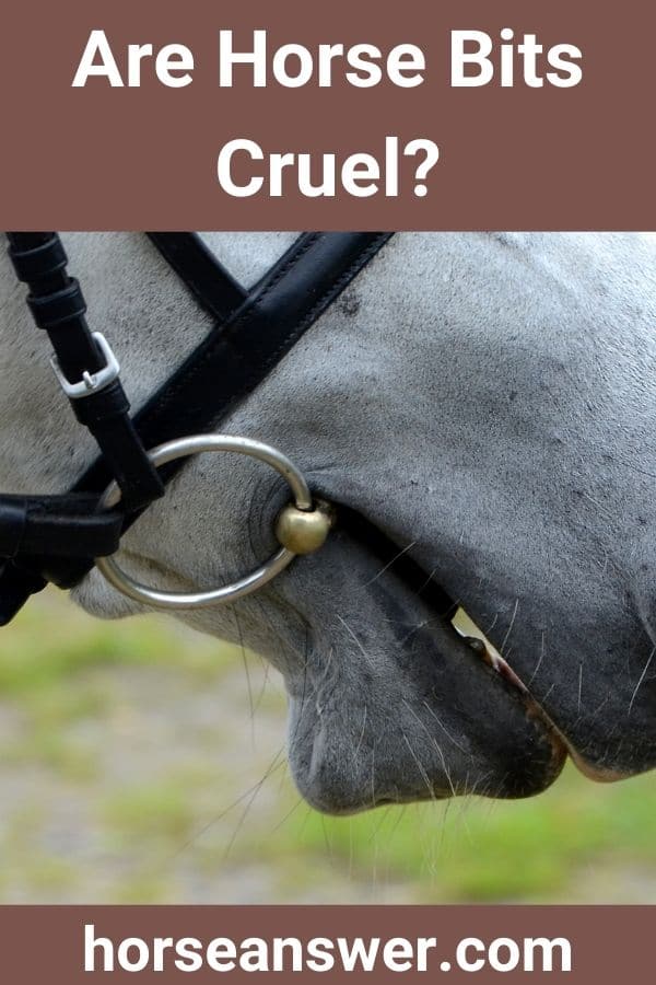 Are Horse Bits Cruel?