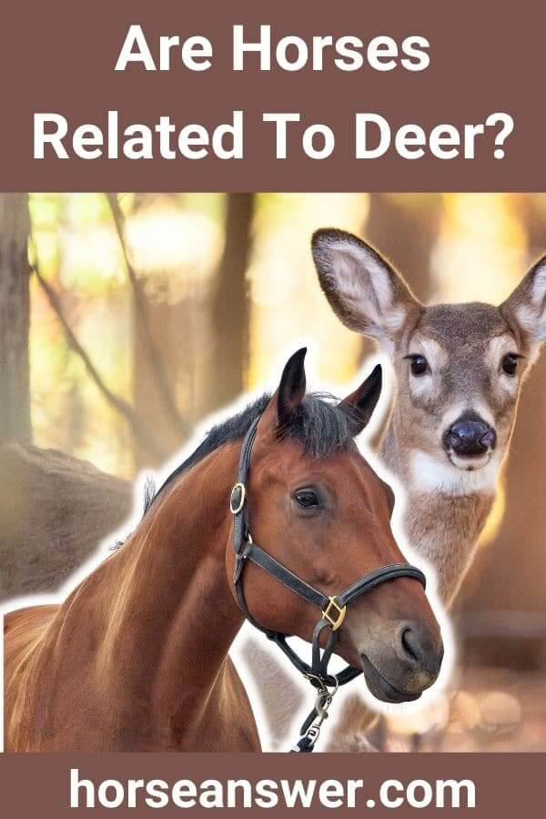 Are Horses Related To Deer