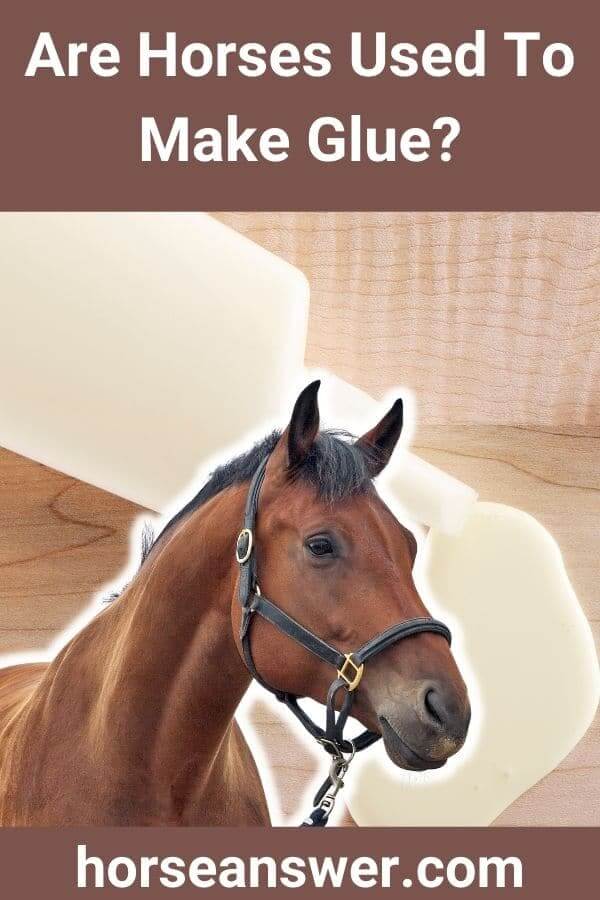 Are Horses Used To Make Glue?