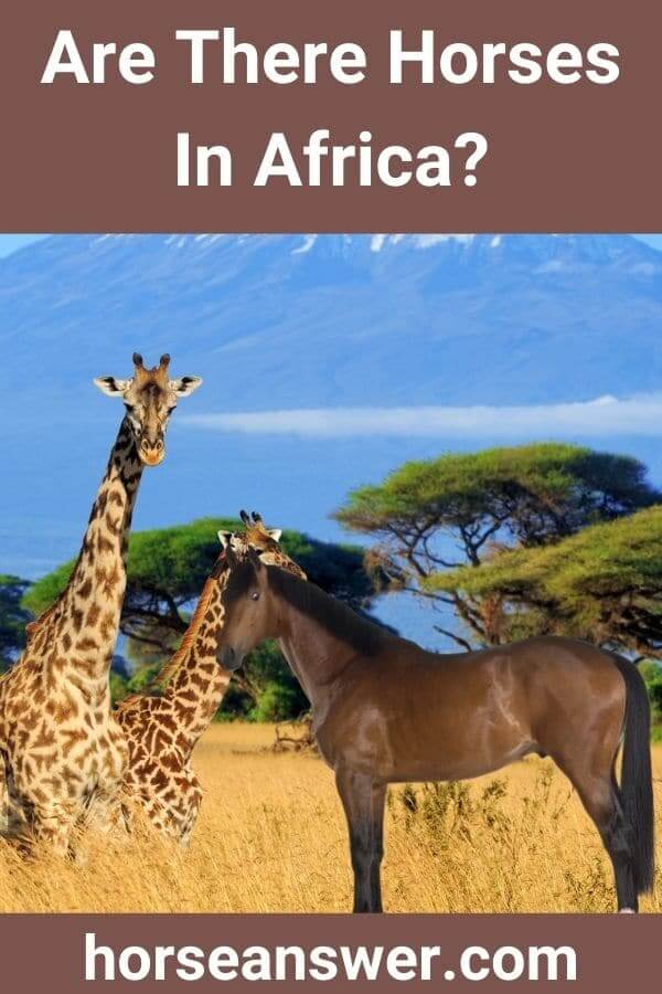 Are There Horses In Africa?