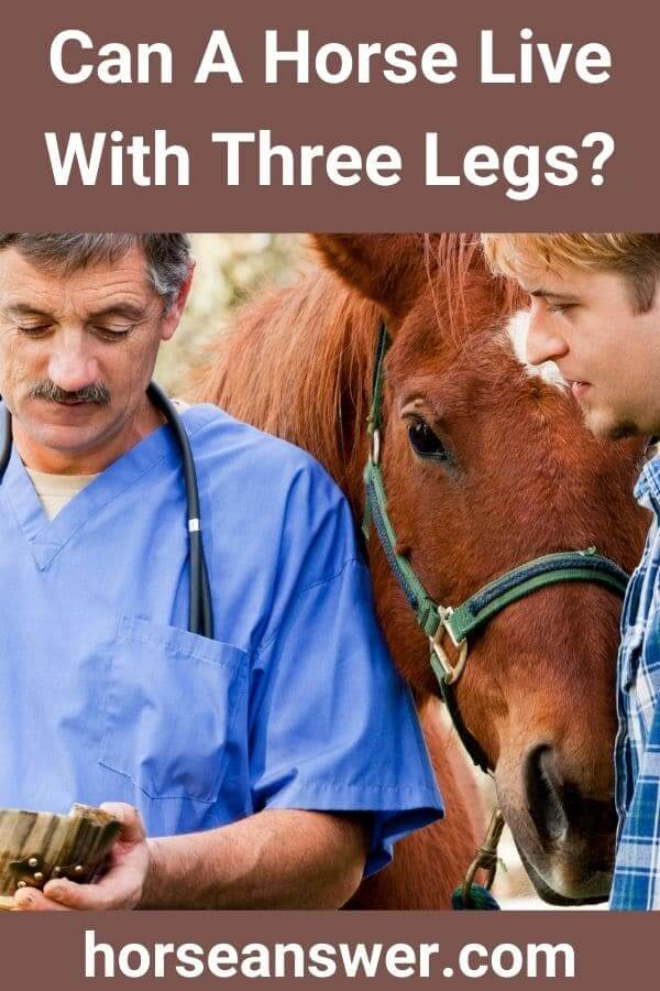 Can A Horse Live With Three Legs