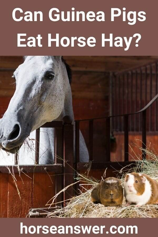 Can Guinea Pigs Eat Horse Hay?