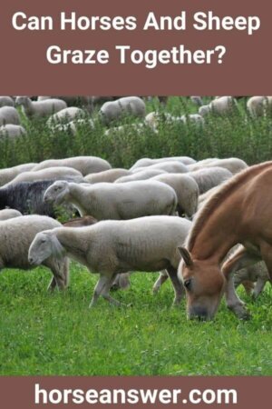 Can Horses And Sheep Graze Together? (Revealed!)