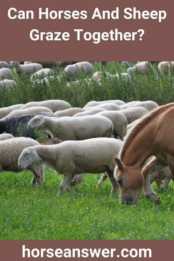 Can Horses And Sheep Graze Together?