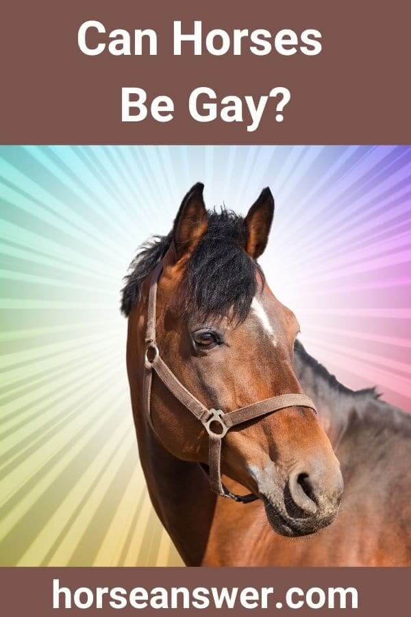 Can Horses Be Gay?