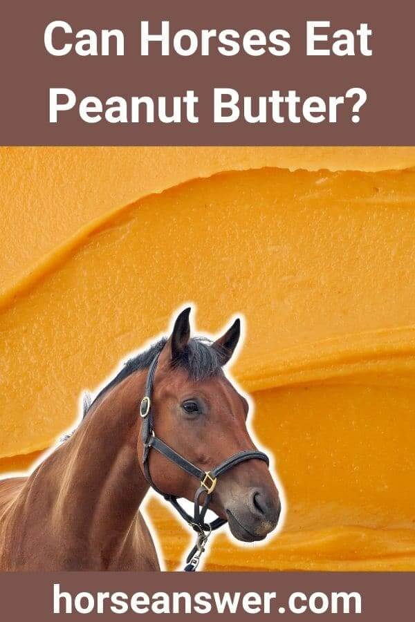 Can Horses Eat Peanut Butter?