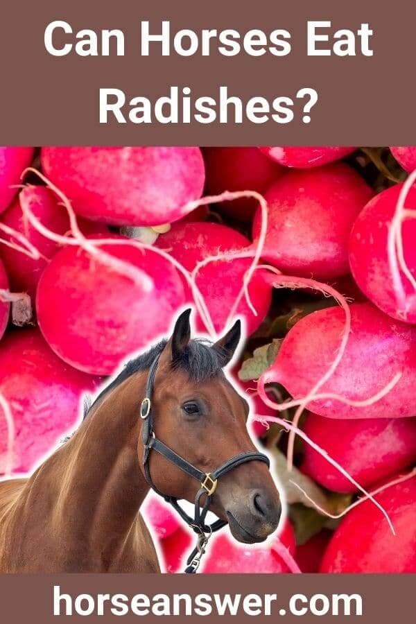 Can Horses Eat Radishes?