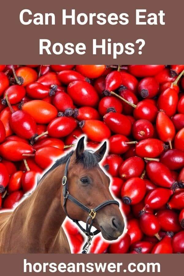 Can Horses Eat Rose Hips?