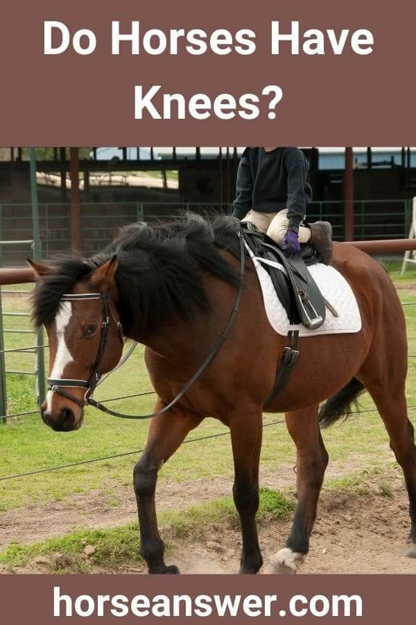 Do Horses Have Knees?