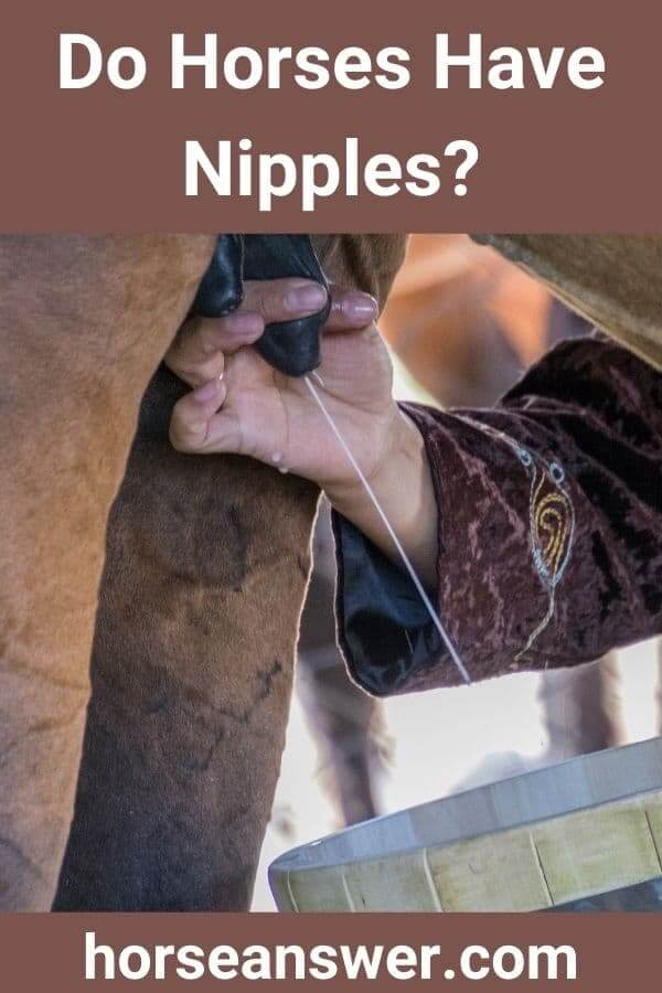 Do Horses Have Nipples?