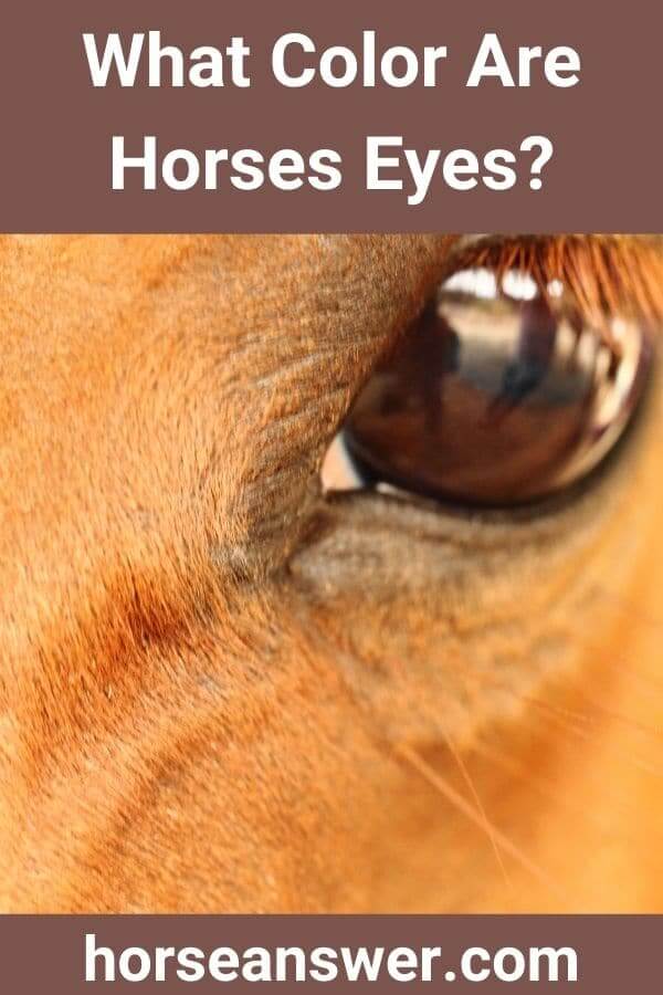 What Color Are Horses Eyes?