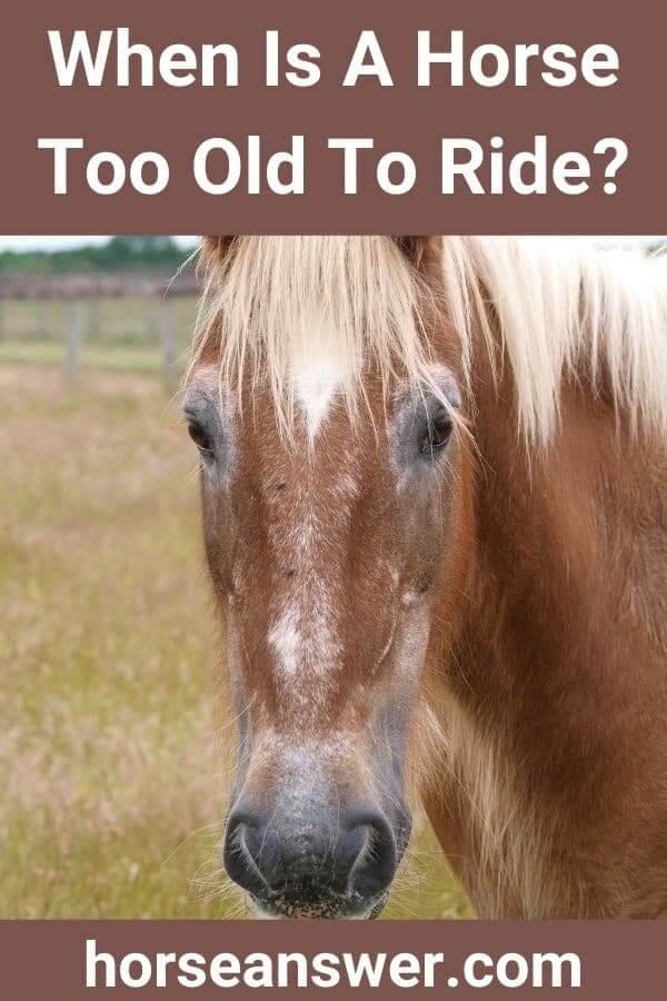When Is A Horse Too Old To Ride