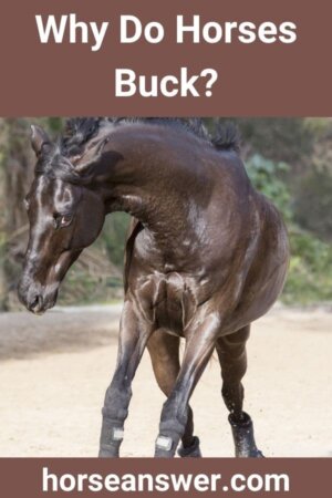 Why Do Horses Buck? (Explained!)