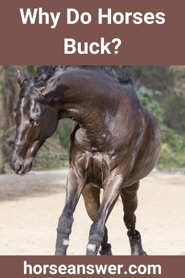 Why Do Horses Buck?